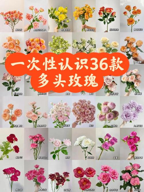 常见玫瑰花品种有哪些？-第2张图片-宁夏农业信息网