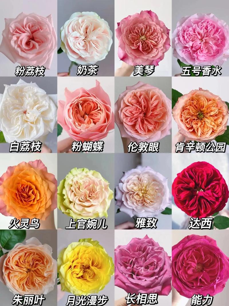 常见玫瑰花品种有哪些？-第3张图片-宁夏农业信息网