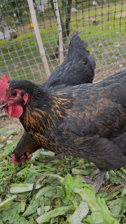 哪些母鸡品种就巢性最强？-第2张图片-宁夏农业信息网