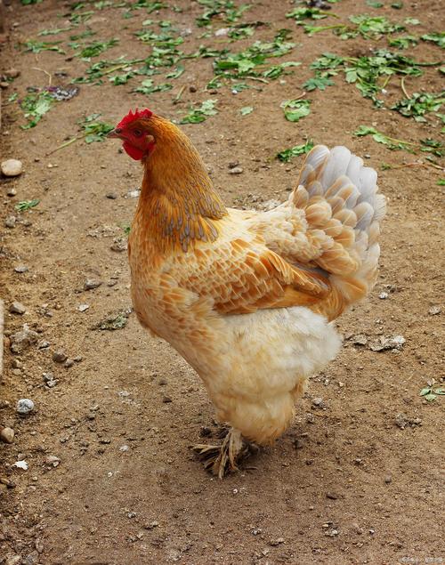 哪些母鸡品种就巢性最强？-第3张图片-宁夏农业信息网