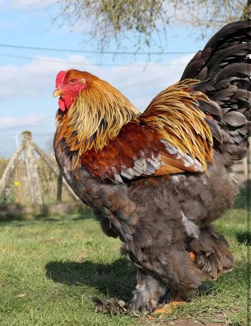 哪些母鸡品种就巢性最强？-第1张图片-宁夏农业信息网