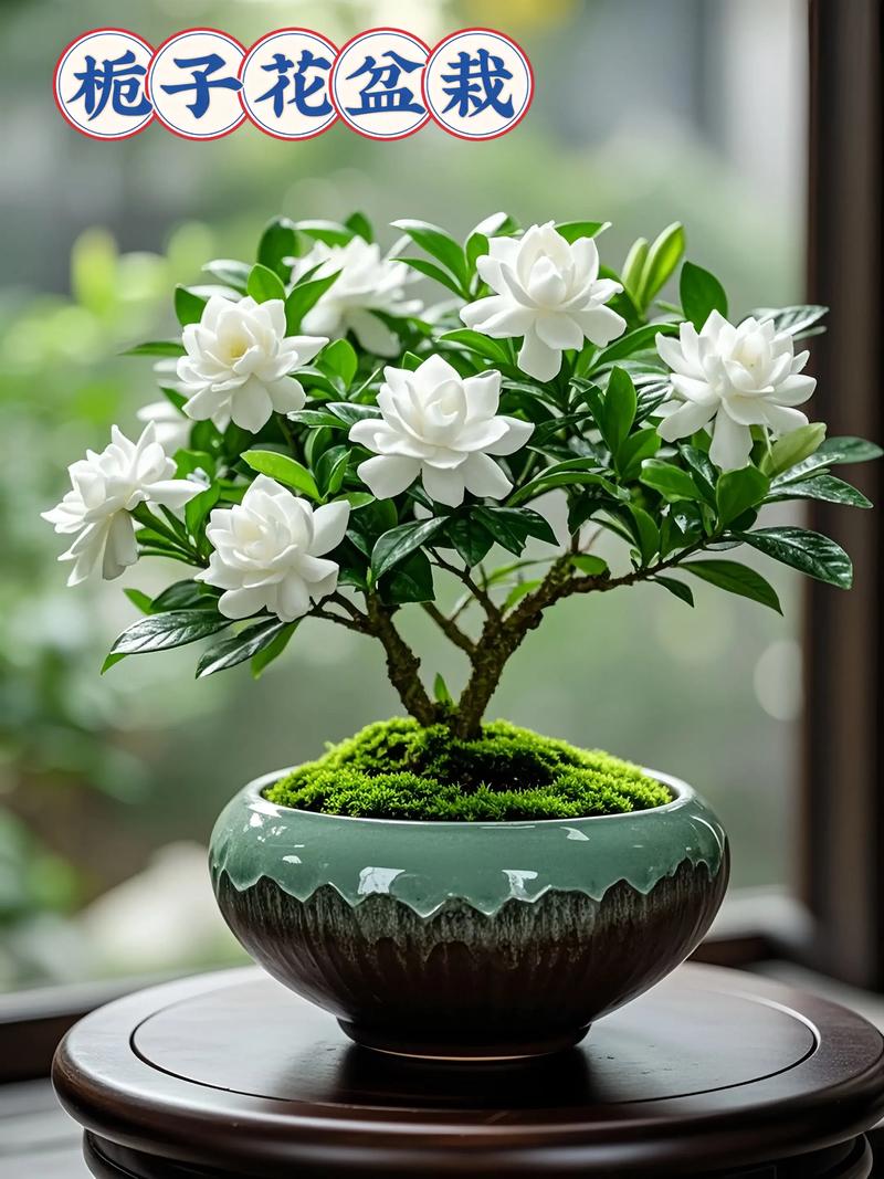 哪些盆栽品种最有价值？-第2张图片-宁夏农业信息网