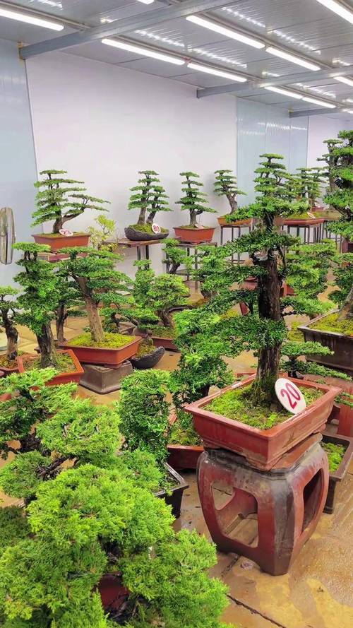 哪些盆栽品种最有价值？-第3张图片-宁夏农业信息网