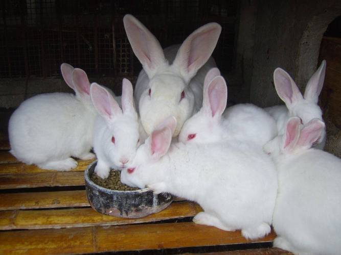 什么品种的肉兔子好养又易活?-第2张图片-宁夏农业信息网 什么品种的肉兔子好养又易活?-第2张图片-宁夏农业信息网