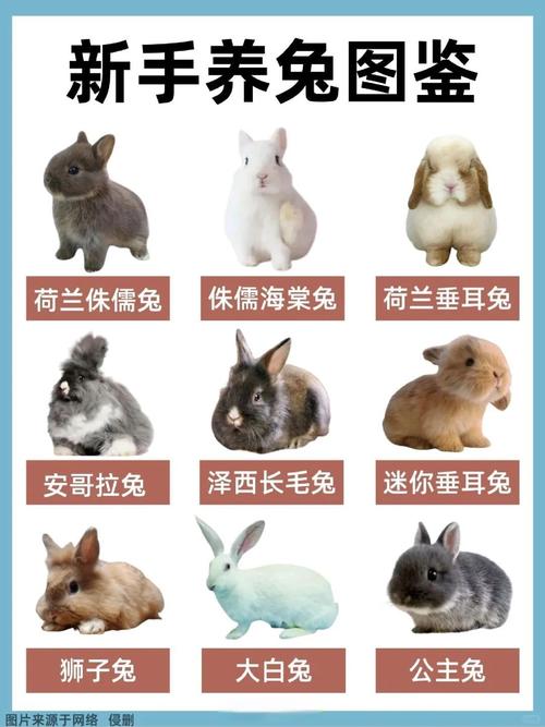 什么品种的肉兔子好养又易活？-第1张图片-宁夏农业信息网