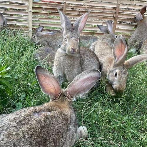 什么品种的肉兔子好养又易活？-第3张图片-宁夏农业信息网