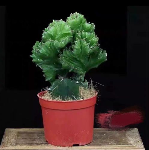 玉麒麟植物品种知多少？-第1张图片-宁夏农业信息网