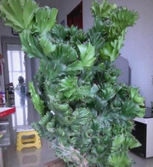 玉麒麟植物品种知多少？-第2张图片-宁夏农业信息网