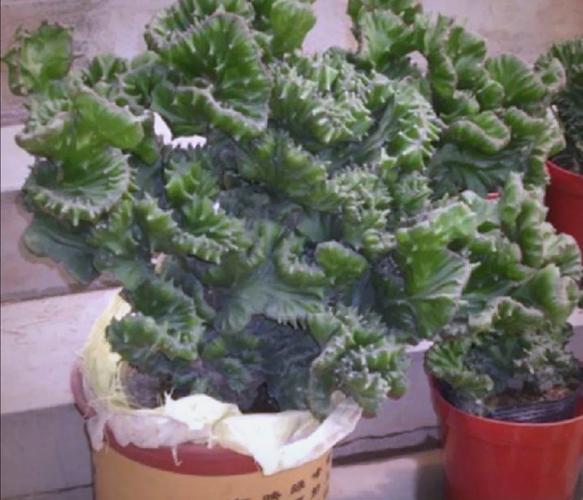 玉麒麟植物品种知多少？-第3张图片-宁夏农业信息网