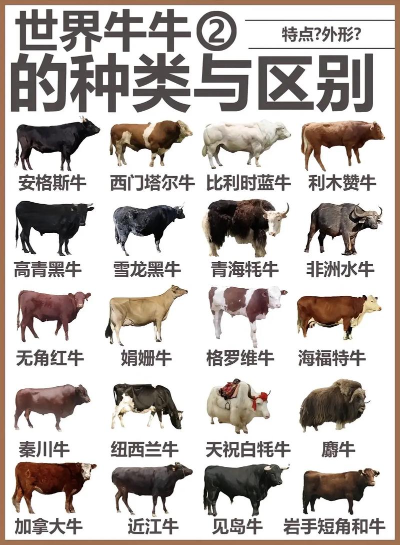 902牛精是什么品种的牛？-第1张图片-宁夏农业信息网