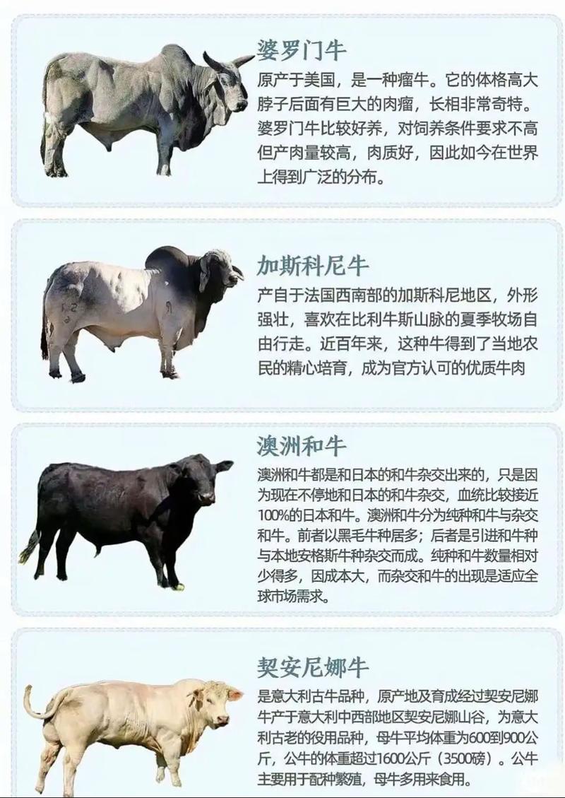 902牛精是什么品种的牛？-第3张图片-宁夏农业信息网