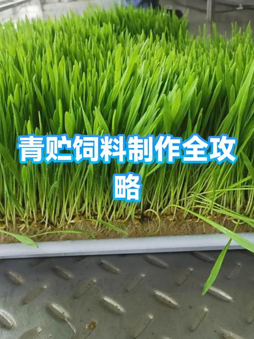 玉米青饲料怎么制作才有效？-第1张图片-宁夏农业信息网