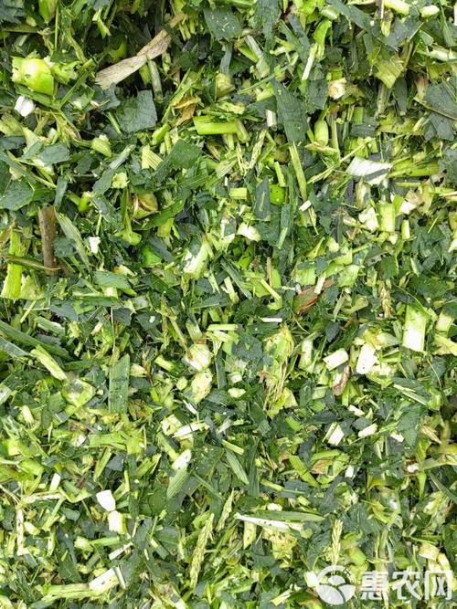 玉米青饲料怎么制作才有效？-第2张图片-宁夏农业信息网