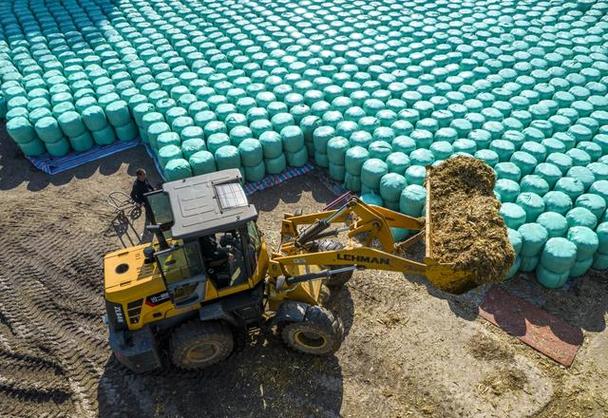 玉米青饲料怎么制作才有效？-第3张图片-宁夏农业信息网