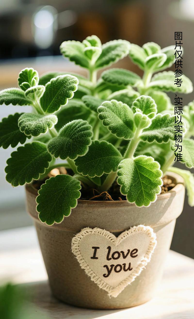 一抹香花怎么养？图片教你养殖方法-第3张图片-宁夏农业信息网