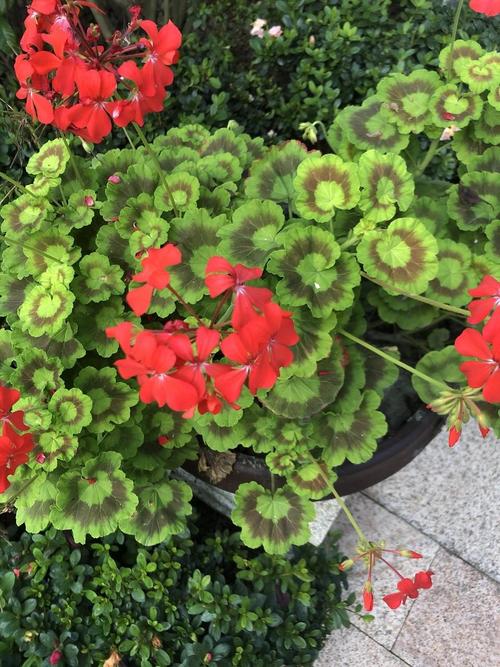 哪些花有毒？附图片大全识别。-第1张图片-宁夏农业信息网