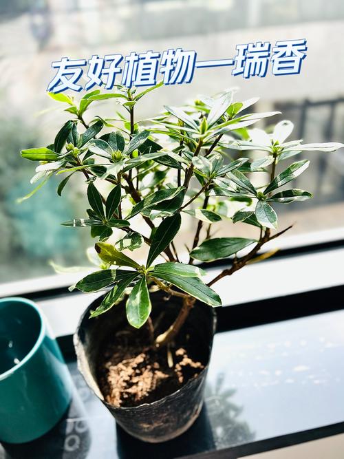 瑞香的养殖方法和注项-第2张图片-宁夏农业信息网