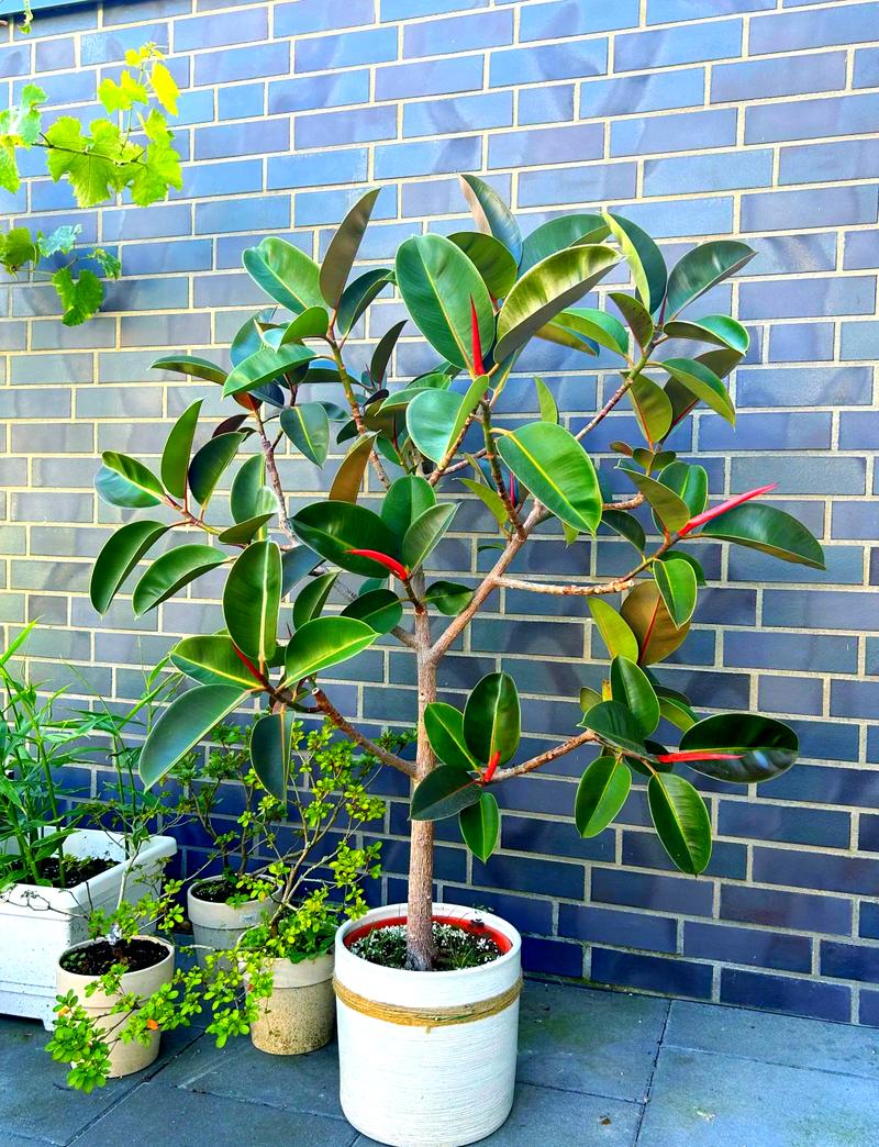 小叶橡皮树的养殖方法-第1张图片-宁夏农业信息网