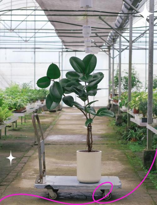 小叶橡皮树的养殖方法-第2张图片-宁夏农业信息网