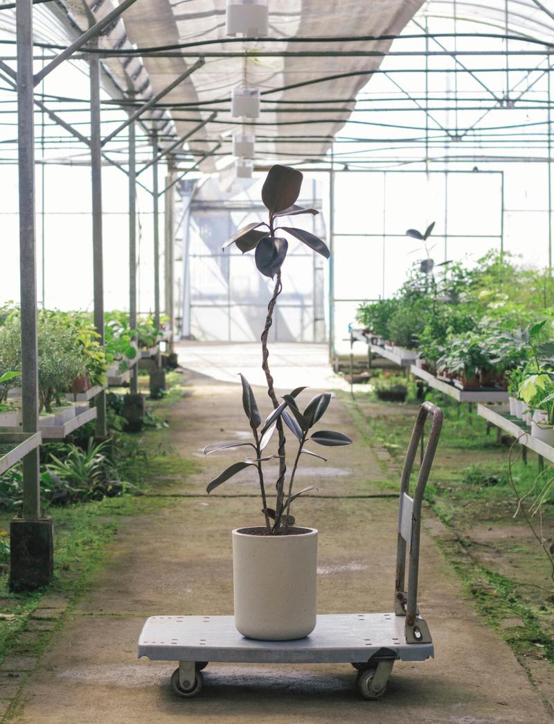 小叶橡皮树的养殖方法-第3张图片-宁夏农业信息网