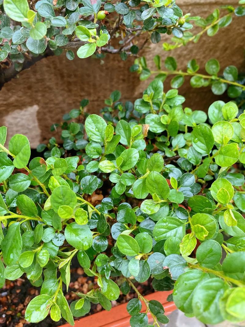 珍珠梅怎么养才开花？-第1张图片-宁夏农业信息网