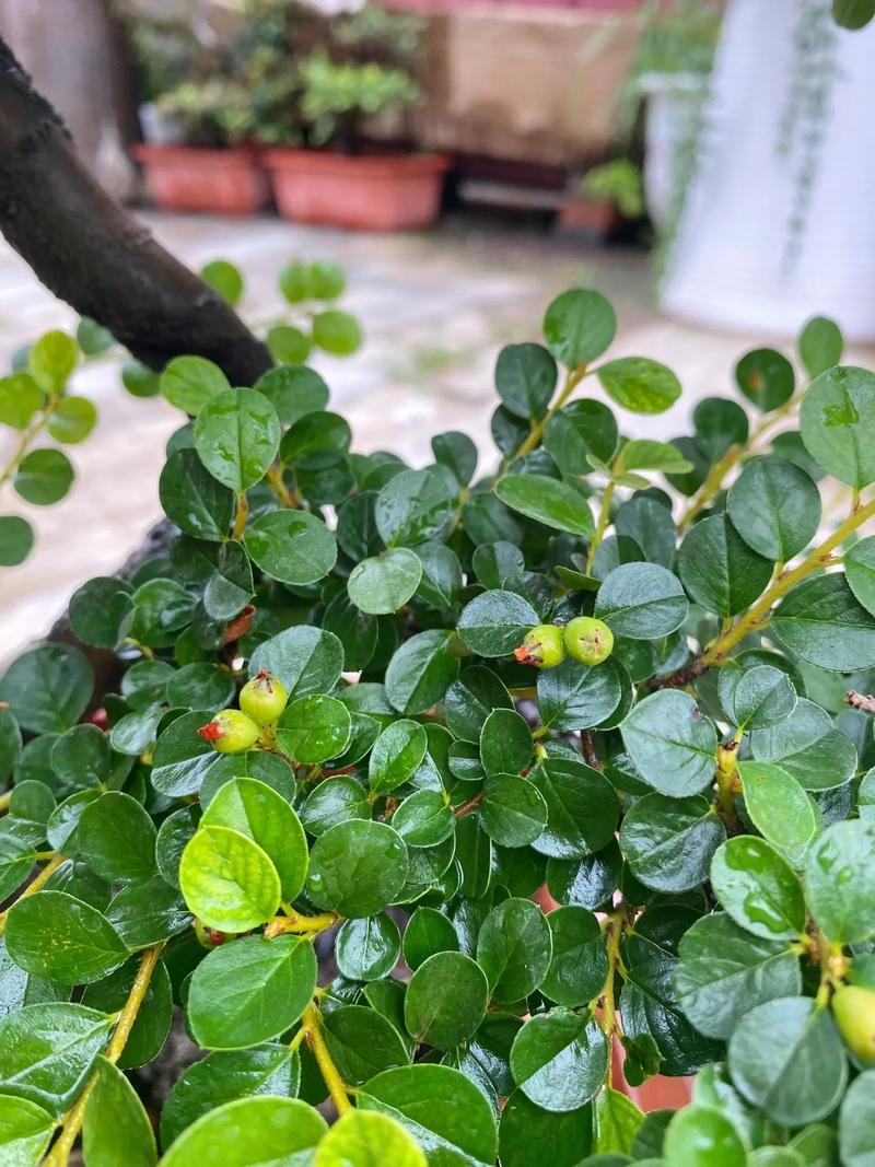 珍珠梅怎么养才开花？-第2张图片-宁夏农业信息网