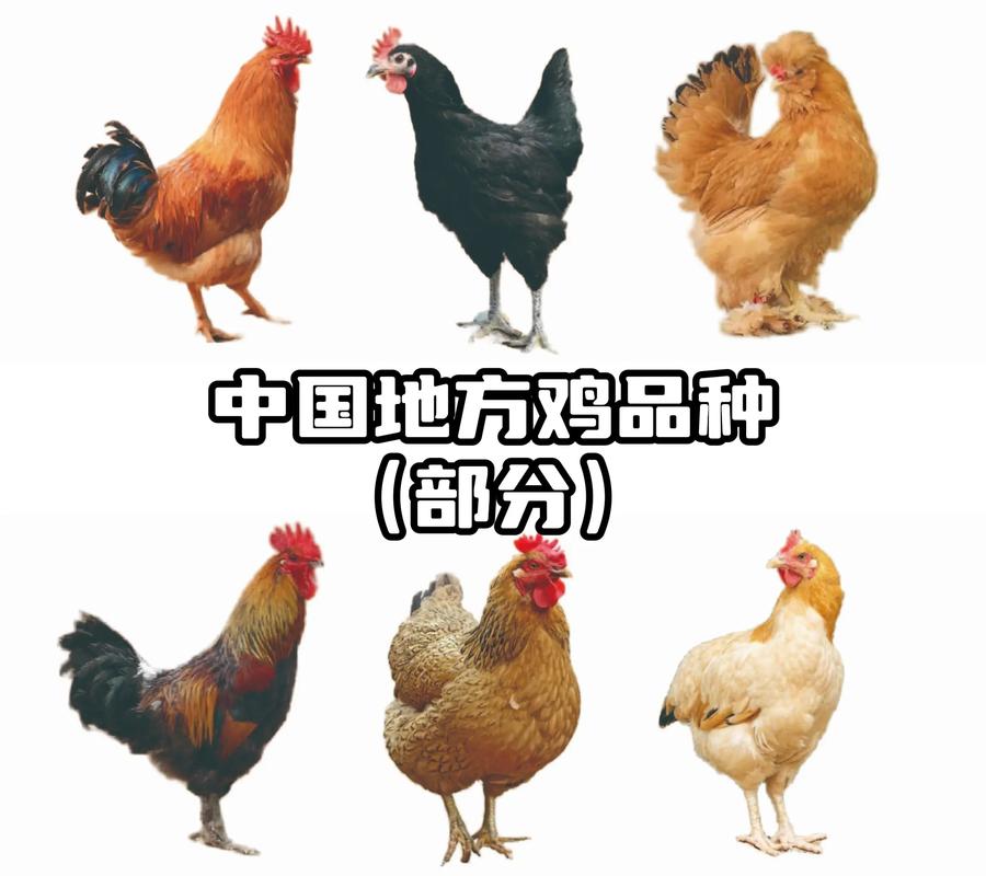 什么品种土鸡市场最畅销？-第1张图片-宁夏农业信息网