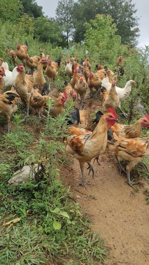 什么品种土鸡市场最畅销？-第2张图片-宁夏农业信息网