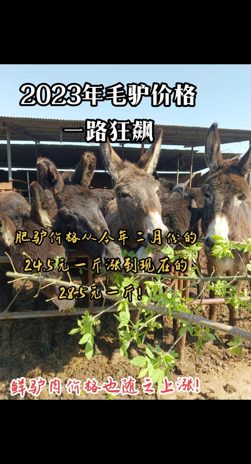 哪些肉驴品种市场好卖？-第1张图片-宁夏农业信息网