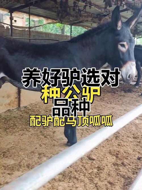 哪些肉驴品种市场好卖？-第2张图片-宁夏农业信息网