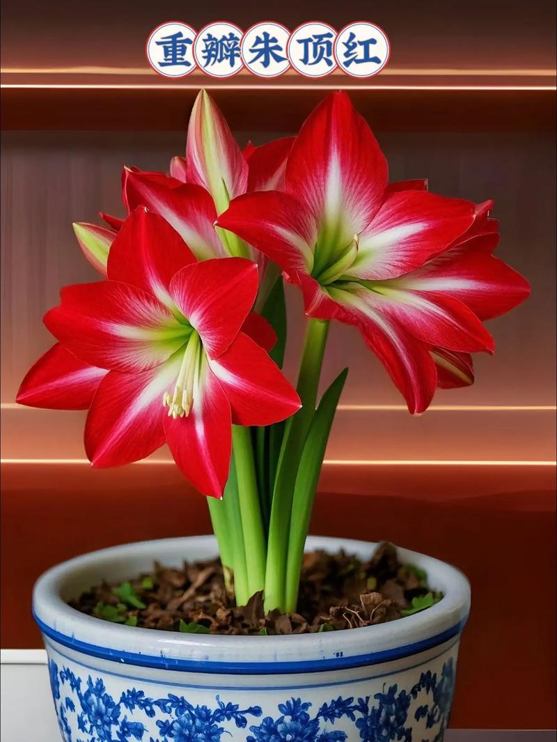 朱顶红最好养品种是哪个？-第2张图片-宁夏农业信息网