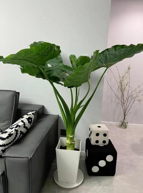 滴水观音有哪些常见品种？-第3张图片-宁夏农业信息网