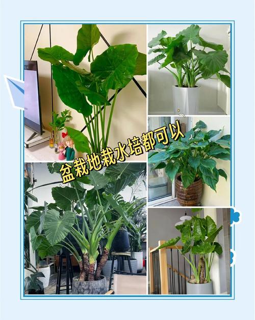 滴水观音有哪些常见品种？-第2张图片-宁夏农业信息网