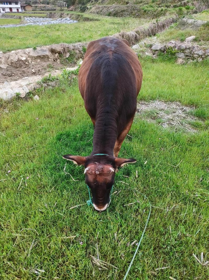 山区养牛什么品种好？-第1张图片-宁夏农业信息网