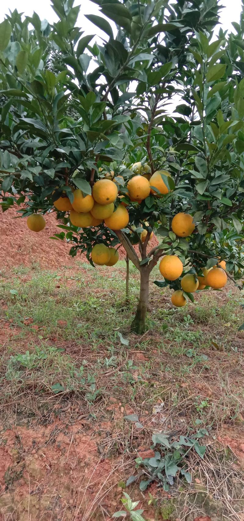 橙子树哪个品种结果多-第1张图片-宁夏农业信息网