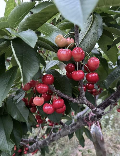 哪些樱桃品种最早熟？-第1张图片-宁夏农业信息网