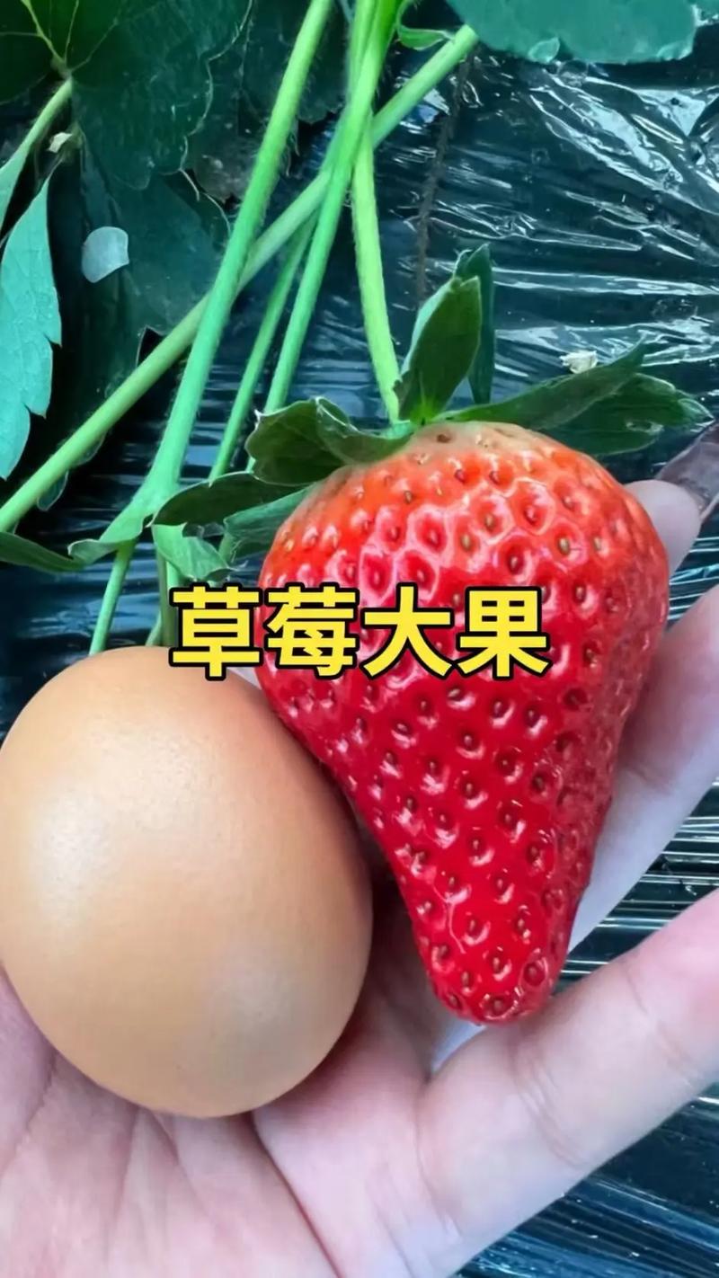 草莓膨果最有效的方法-第1张图片-宁夏农业信息网