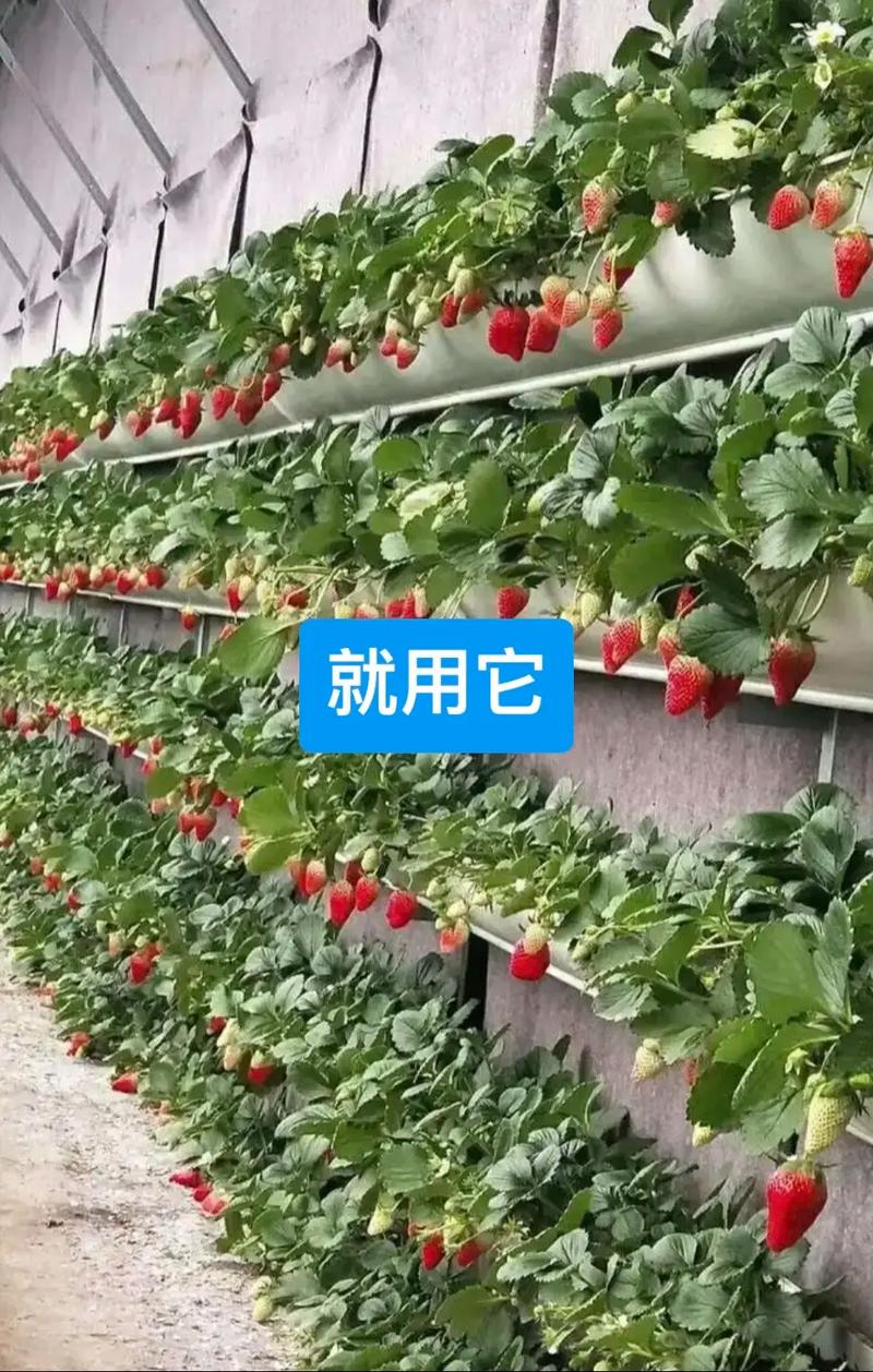 草莓膨果最有效的方法-第2张图片-宁夏农业信息网