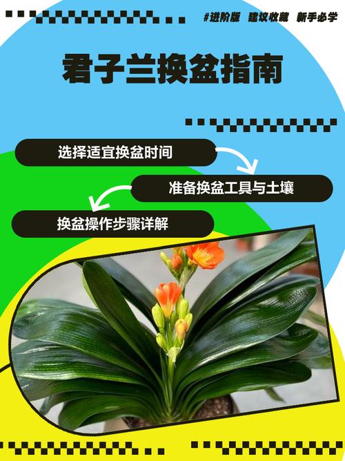 君子兰养护有哪些关键方法？-第1张图片-宁夏农业信息网