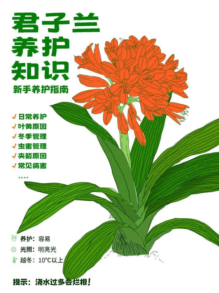 君子兰养护有哪些关键方法？-第2张图片-宁夏农业信息网