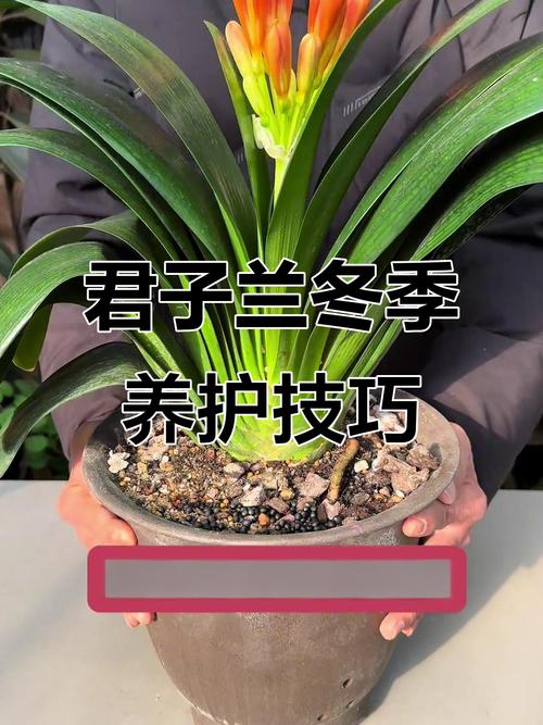 君子兰养护有哪些关键方法？-第3张图片-宁夏农业信息网
