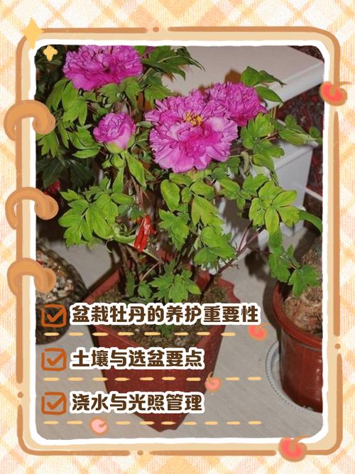 秋天牡丹花如何移栽？-第1张图片-宁夏农业信息网