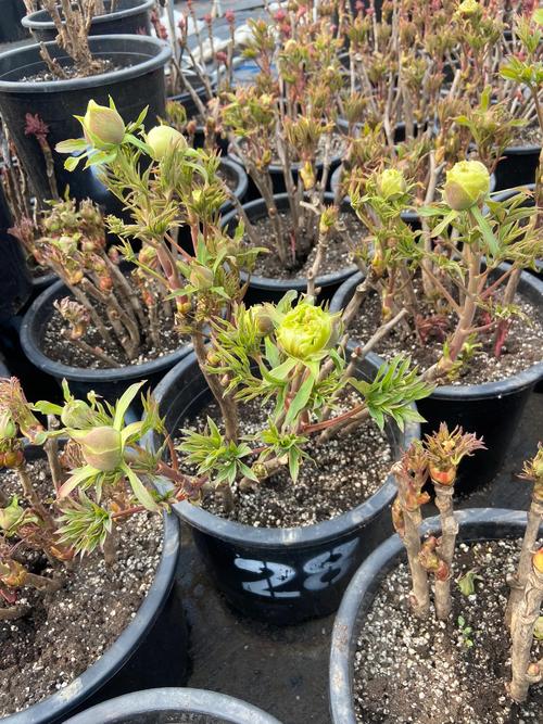 秋天牡丹花如何移栽？-第2张图片-宁夏农业信息网