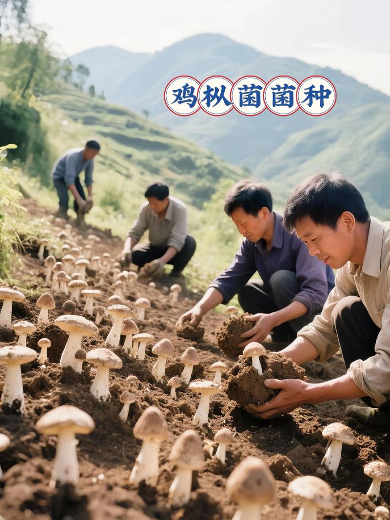 搞种植蘑菇什么品种好-第1张图片-宁夏农业信息网