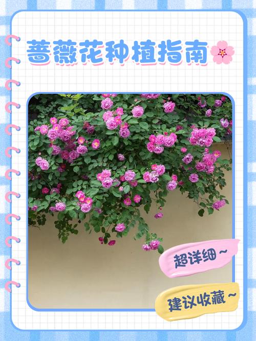 蔷薇花何时种？怎么种才好？-第1张图片-宁夏农业信息网