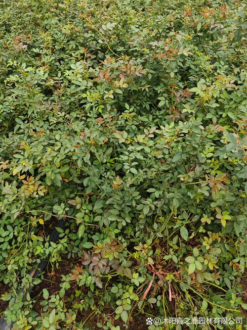 蔷薇花何时种？怎么种才好？-第2张图片-宁夏农业信息网