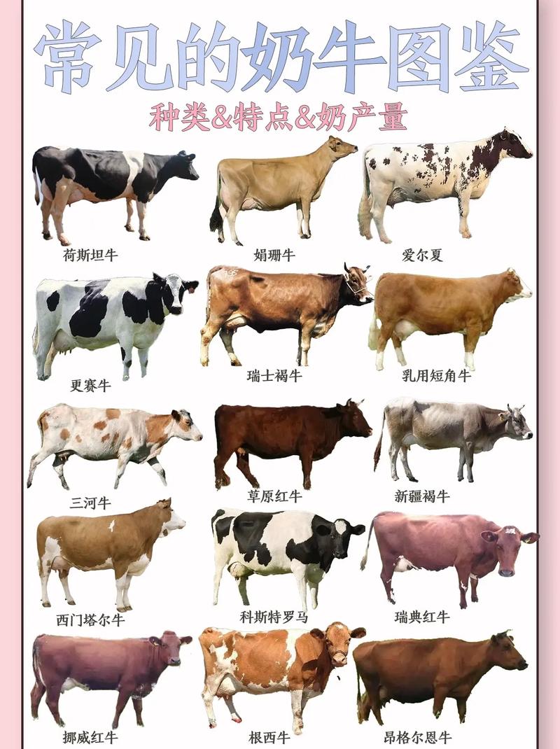 中国本土肉牛品种排名如何？-第2张图片-宁夏农业信息网