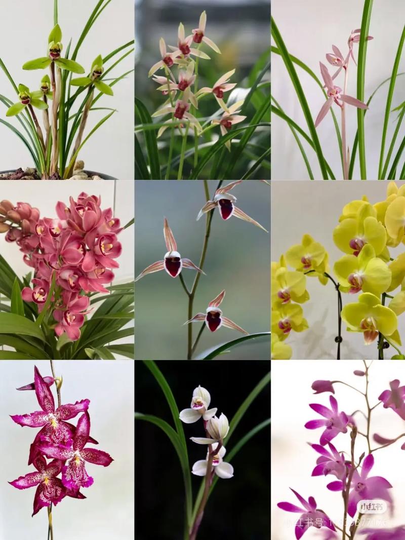 哪些兰花品种最珍贵？-第1张图片-宁夏农业信息网