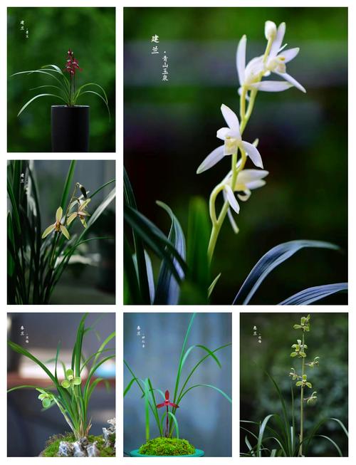 哪些兰花品种最珍贵？-第2张图片-宁夏农业信息网