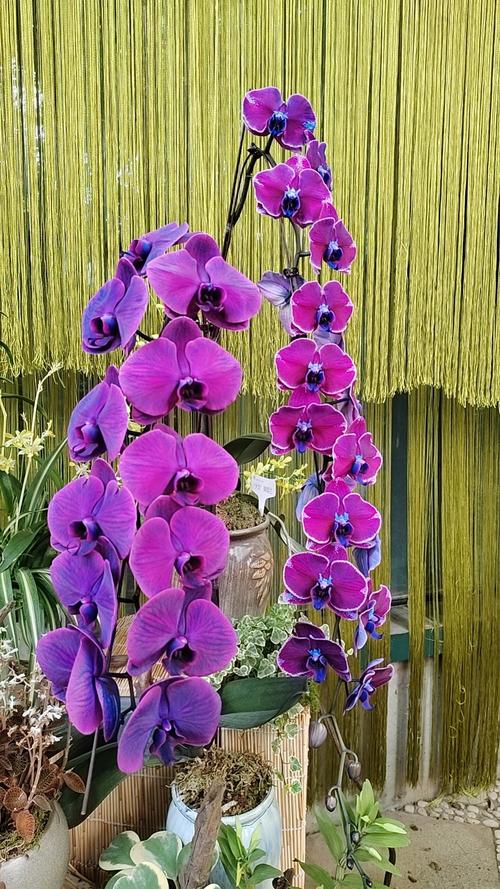 哪些兰花品种最珍贵？-第3张图片-宁夏农业信息网